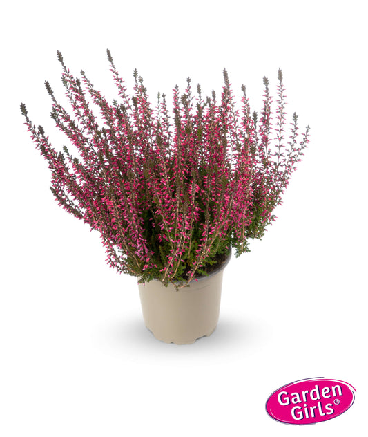 Knospenheide (Calluna vulgaris) Gardengirls® Amethyst