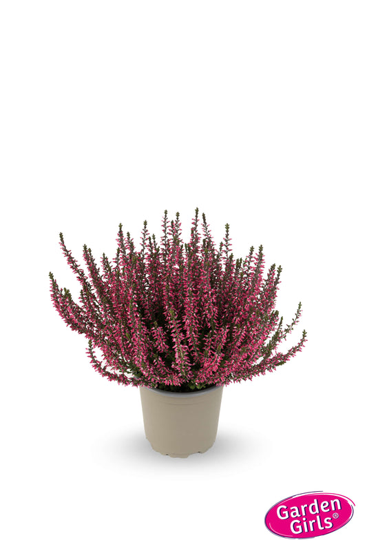 Knospenheide (Calluna vulgaris) Gardengirls® Aphrodite