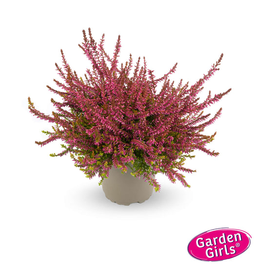 Knospenheide (Calluna vulgaris) Gardengirls® Bonita