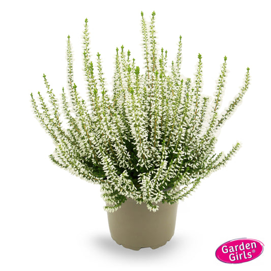 Knospenheide (Calluna vulgaris) Gardengirls® Coco