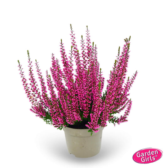 Knospenheide (Calluna vulgaris) Gardengirls® Dorina