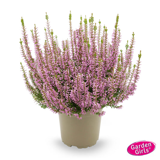 Knospenheide (Calluna vulgaris) Gardengirls® Fiona