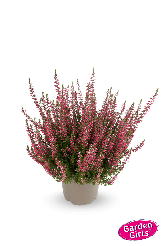 Knospenheide (Calluna vulgaris) Gardengirls® Franca