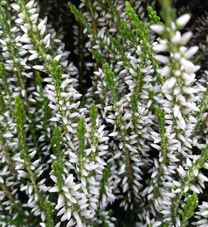 Knospenheide (Calluna vulgaris) Gardengirls® Helena