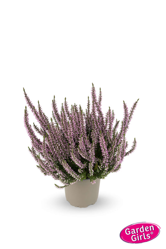 Knospenheide (Calluna vulgaris) Gardengirls® Hilda