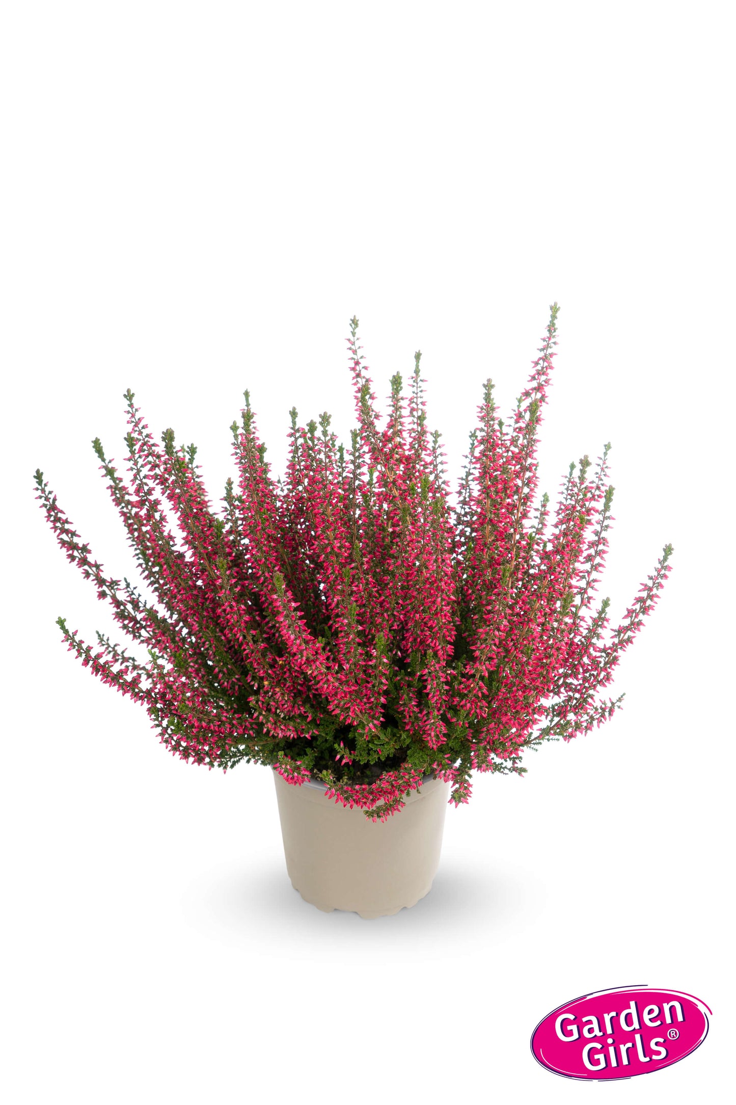 Knospenheide (Calluna vulgaris) Gardengirls® Irma