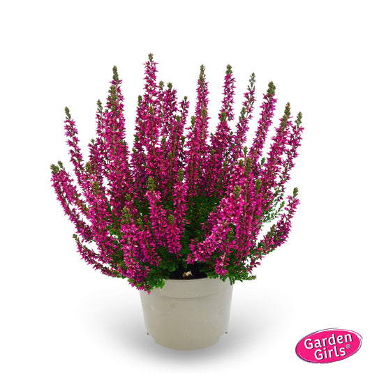 Knospenheide (Calluna vulgaris) Gardengirls® Leandra