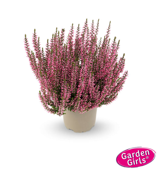 Knospenheide (Calluna vulgaris) Gardengirls® Lioba