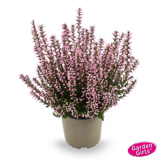 Knospenheide (Calluna vulgaris) Gardengirls® Maggy