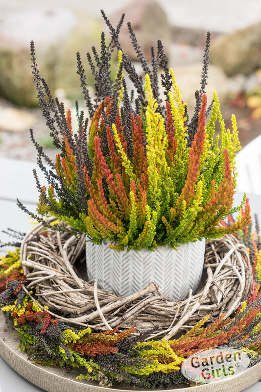 Knospenheide (Calluna vulgaris) Sunset Fire® Night Fire