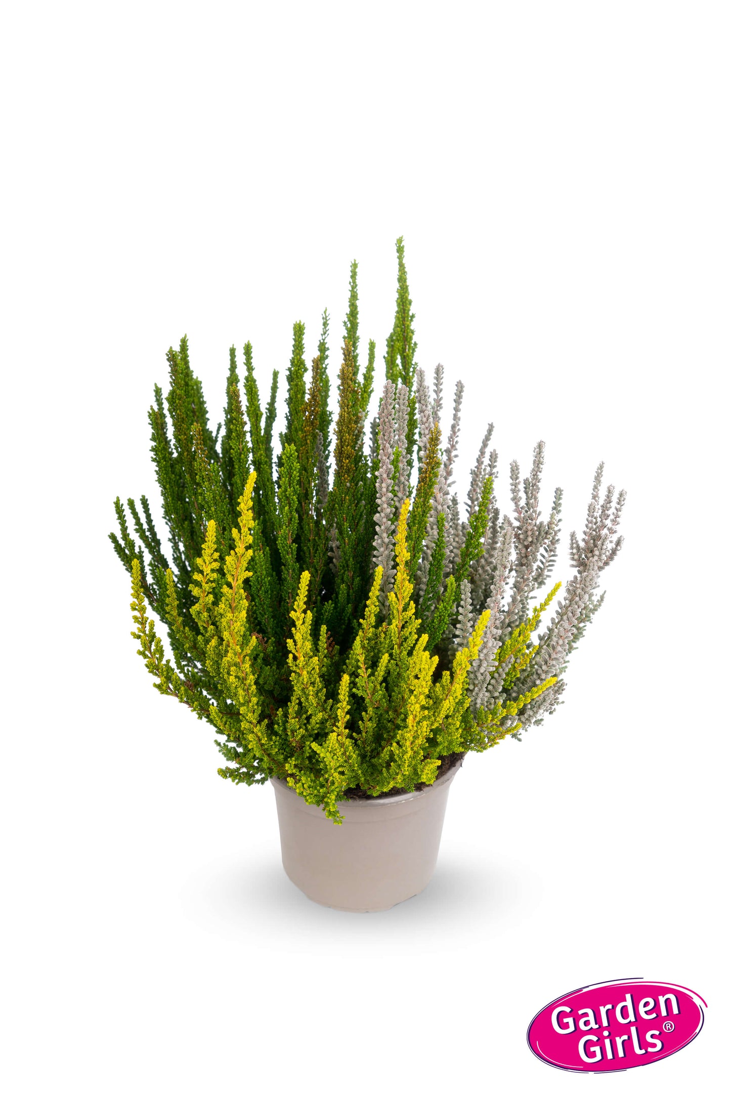 Knospenheide (Calluna vulgaris) Sunset Fire® Nordic Fire