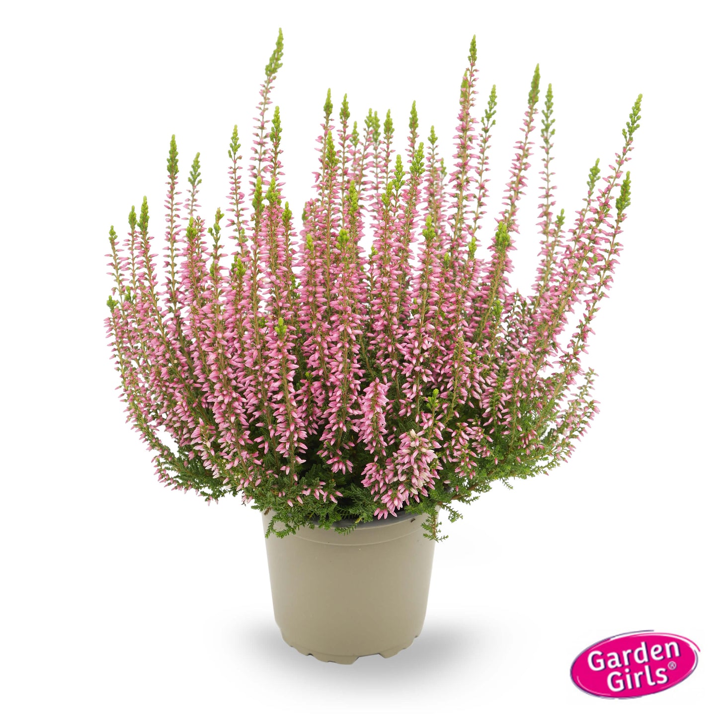 Knospenheide (Calluna vulgaris) Gardengirls® Pink Angie