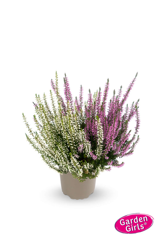 Knospenheide (Calluna vulgaris) Twingirls® lila-weiß