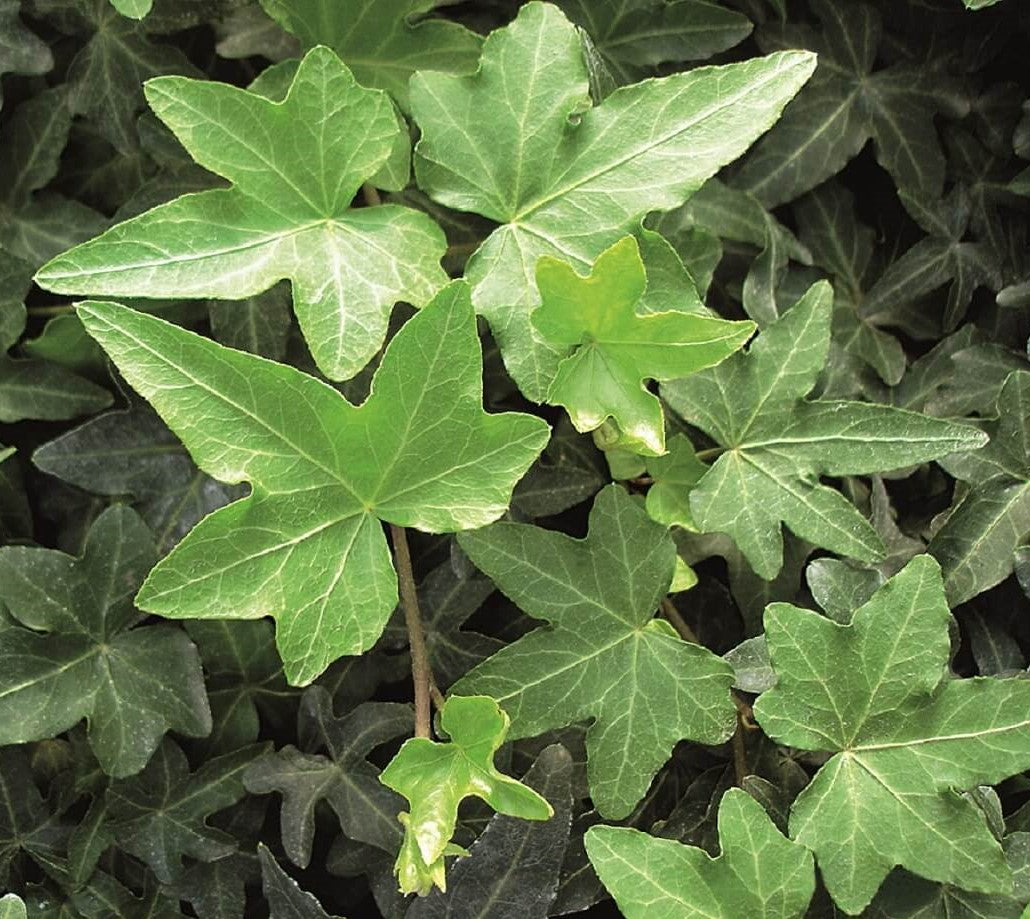 Efeu (Hedera helix) 'Asterisk' T12  - winterhart