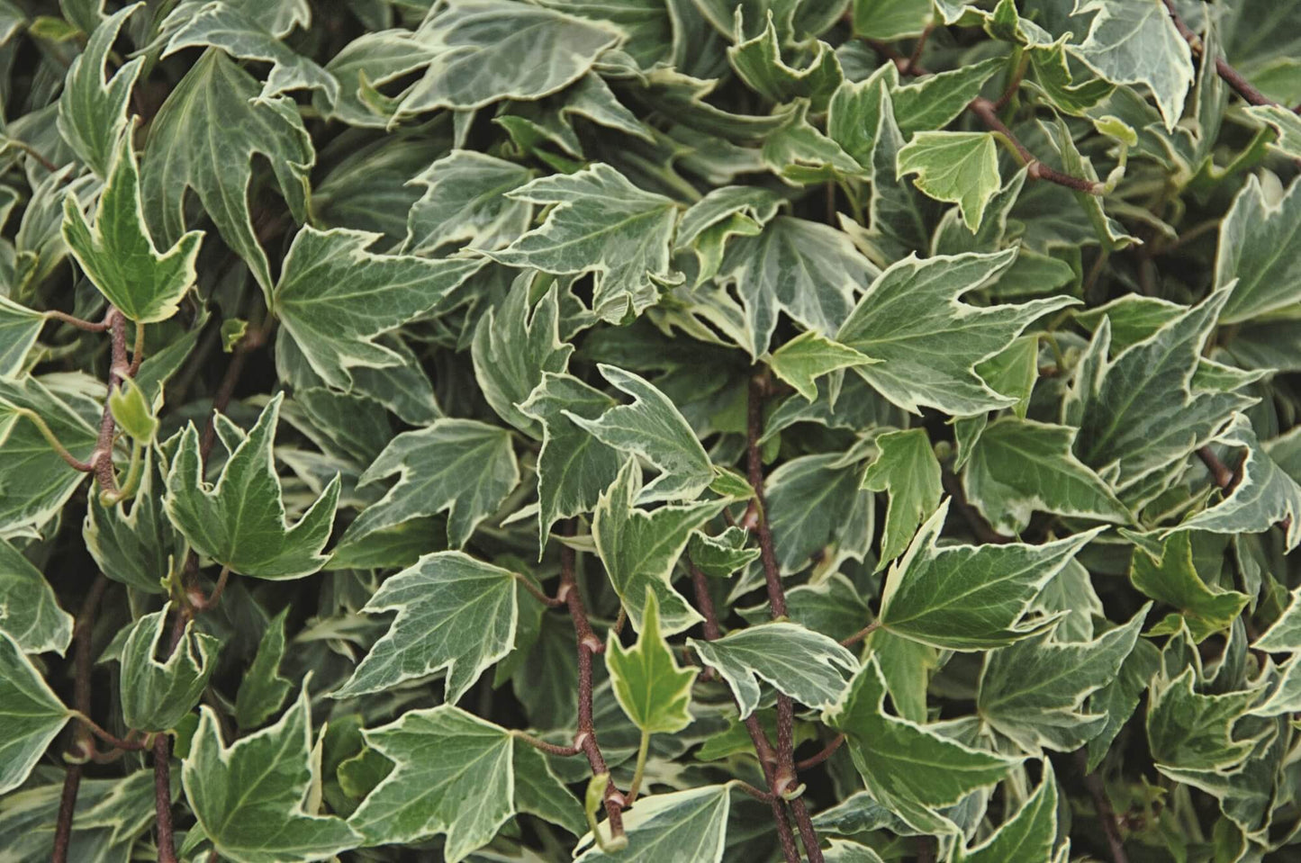 Efeu (Hedera helix) 'White Ripple' T12 - winterhart