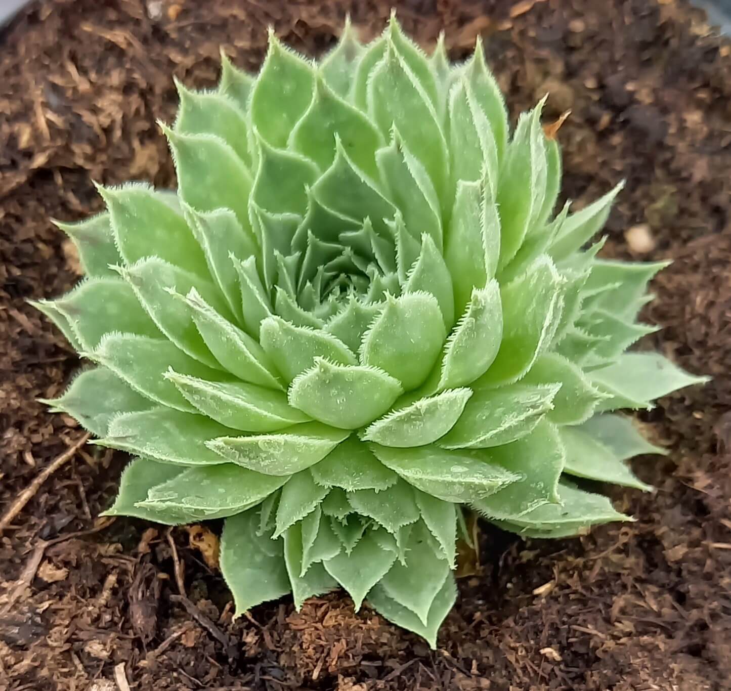 Kalk-Hauswurz (Sempervivum calcareum) T12