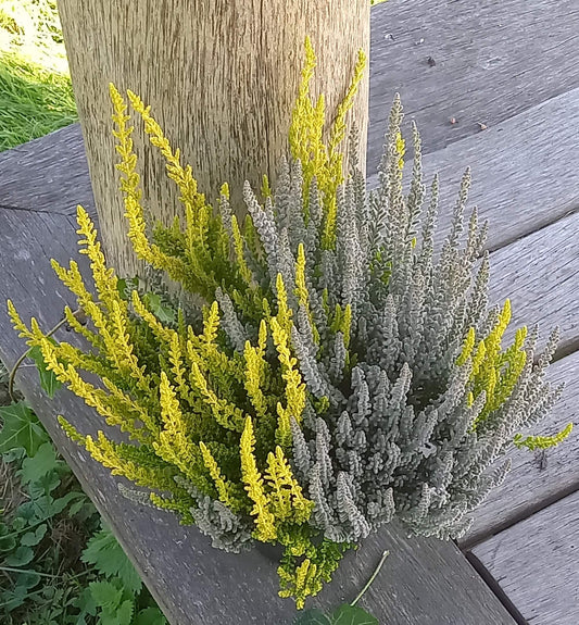 Knospenheide (Calluna vulgaris) Twingirls® Fluffy - Zeta T13